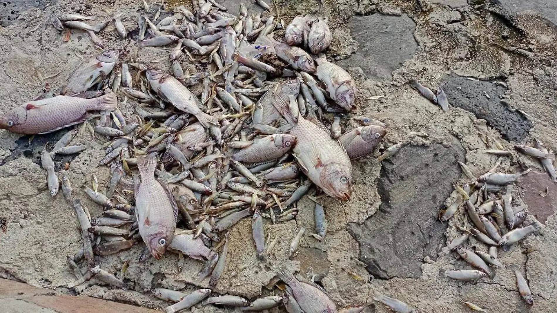 Muerte de peces en la laguna de Cajititlán